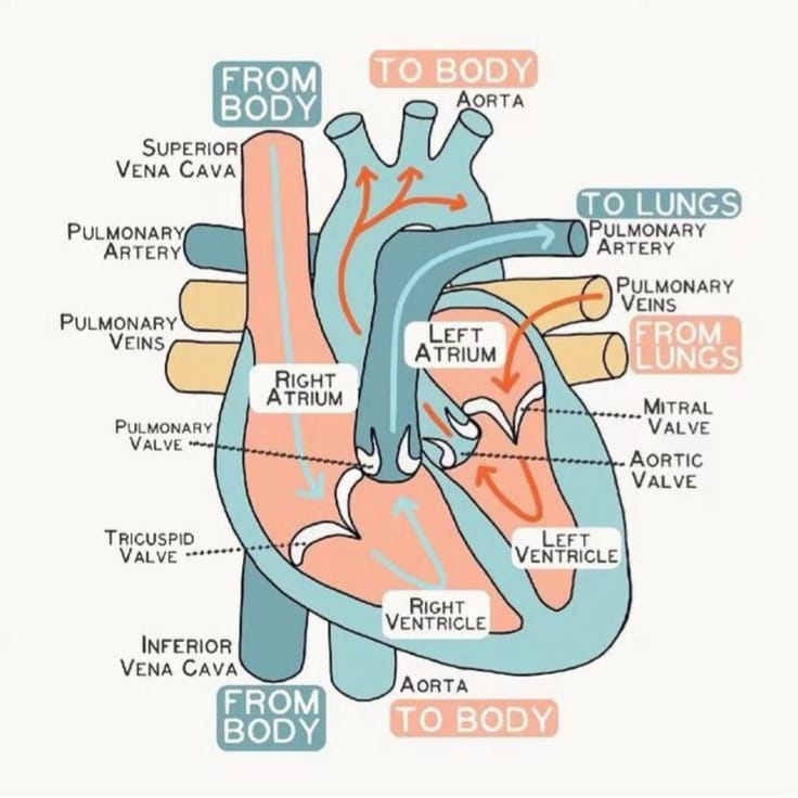 Hình ảnh minh họa sơ đồ tim và dòng chảy của máu từ cơ thể đến phổi.