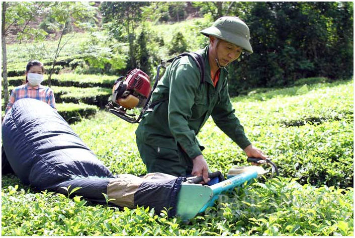 Người dân Thị trấn Nông trường Thái Bình, huyện Đình Lập, Lạng Sơn, thu hái chè. Ảnh: Báo Lạng Sơn