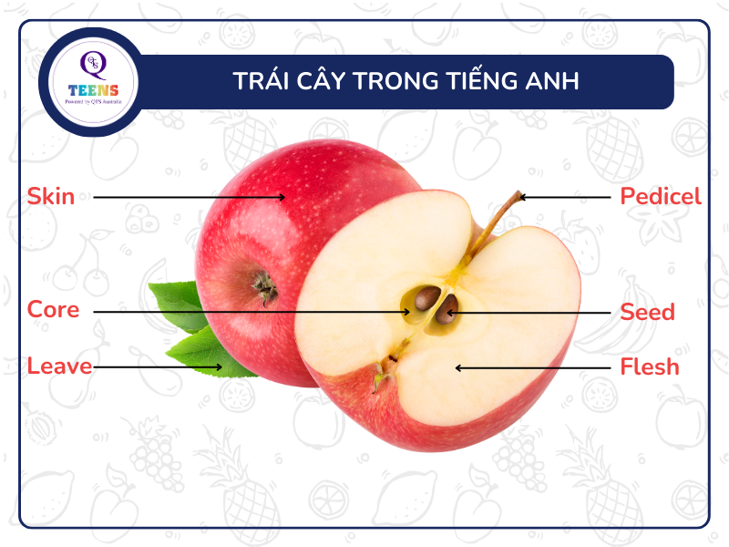 Tên gọi các thành phần của quả trong tiếng Anh